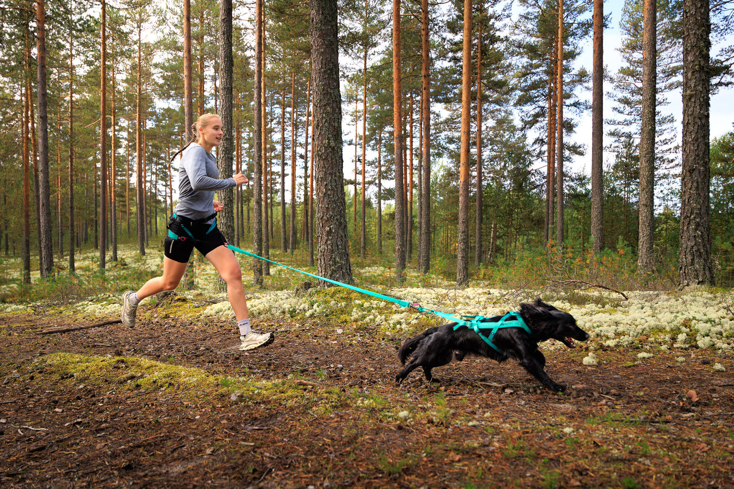 犬用ハーネス 犬の引く力を活かすドッグスポーツ用ハーネス Freemotion Harness 5.0