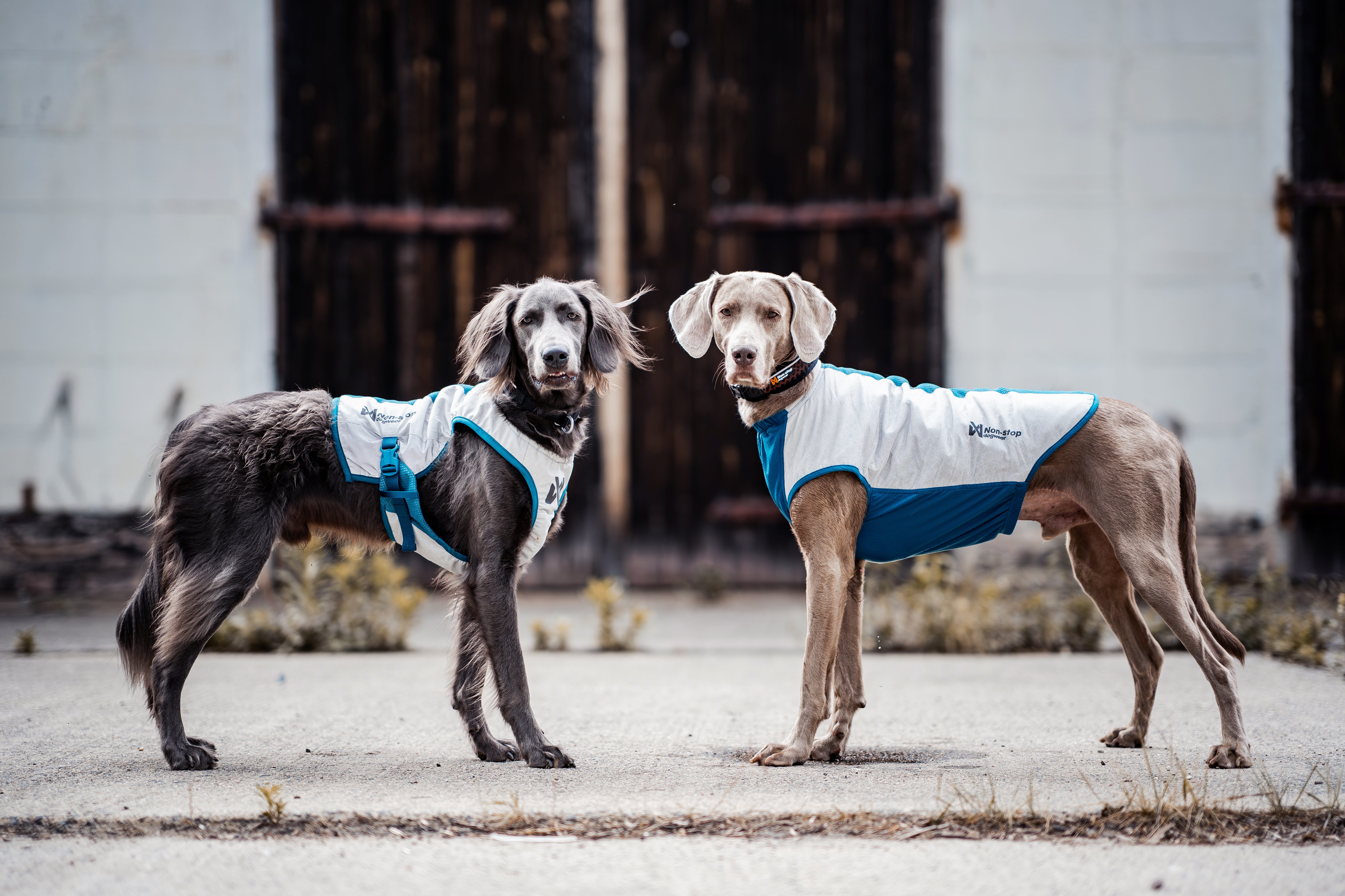 夏用冷却犬用クールベスト 熱中症対策 Cooling vest【即日発送