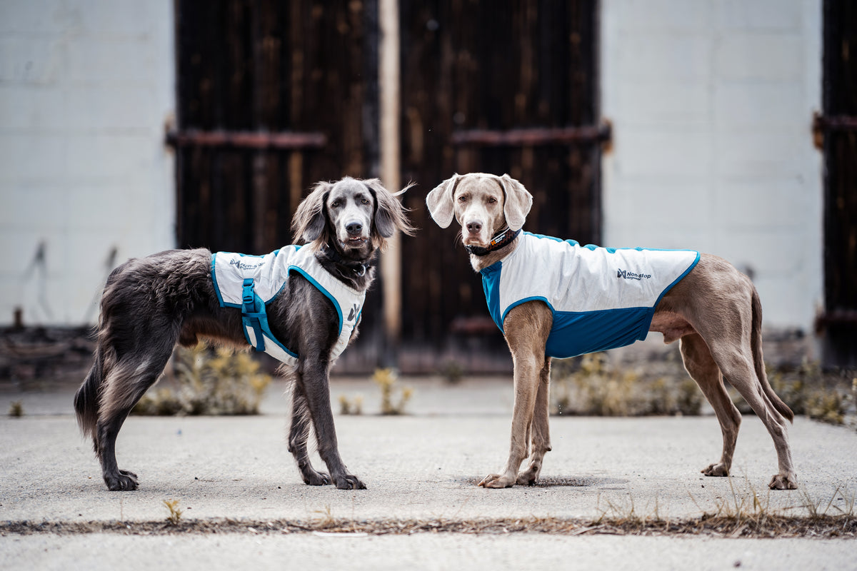 夏用冷却犬用クールベスト 熱中症対策 Cooling vest【即日発送】