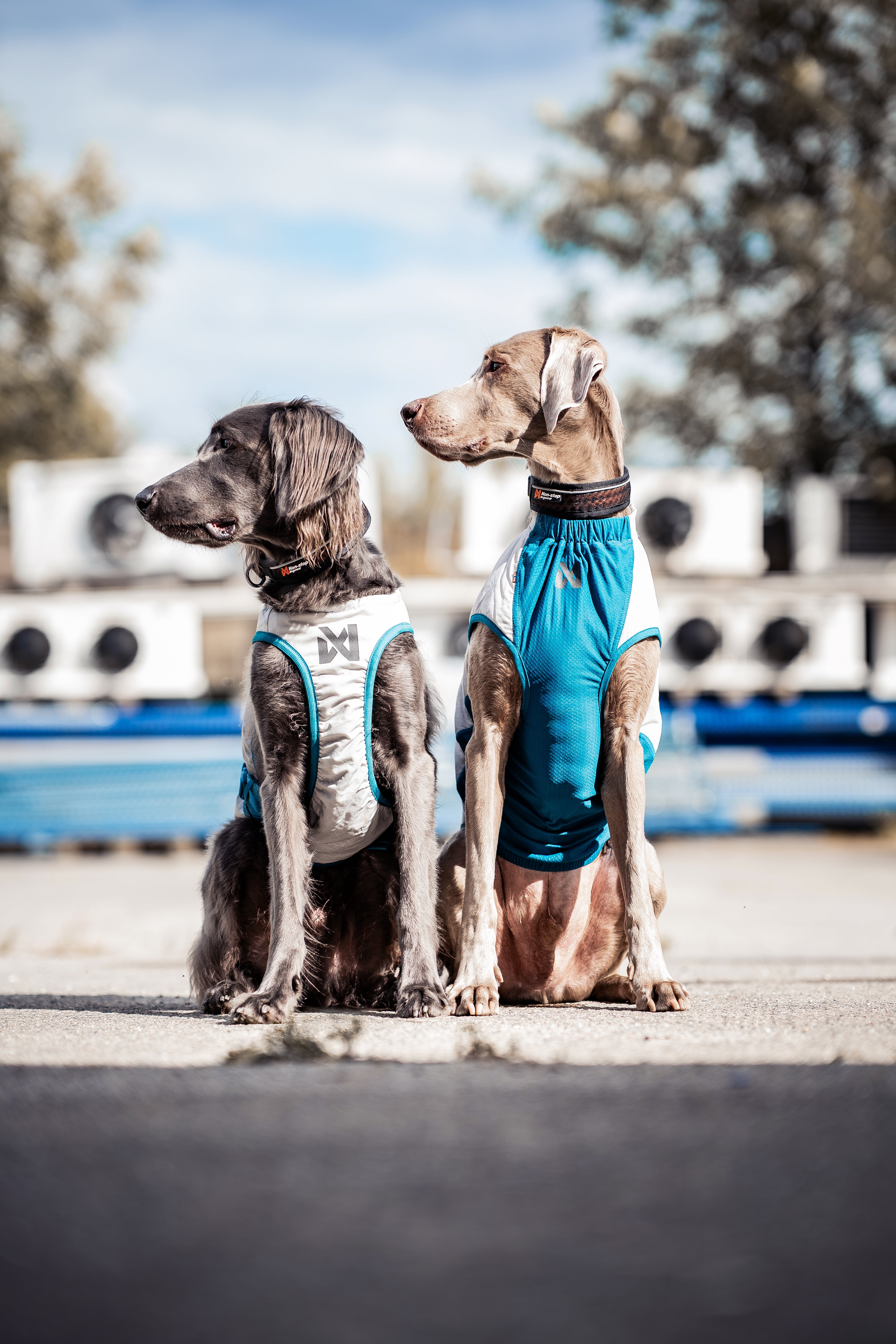夏用冷却犬用クールベスト 熱中症対策 Cooling vest【即日発送