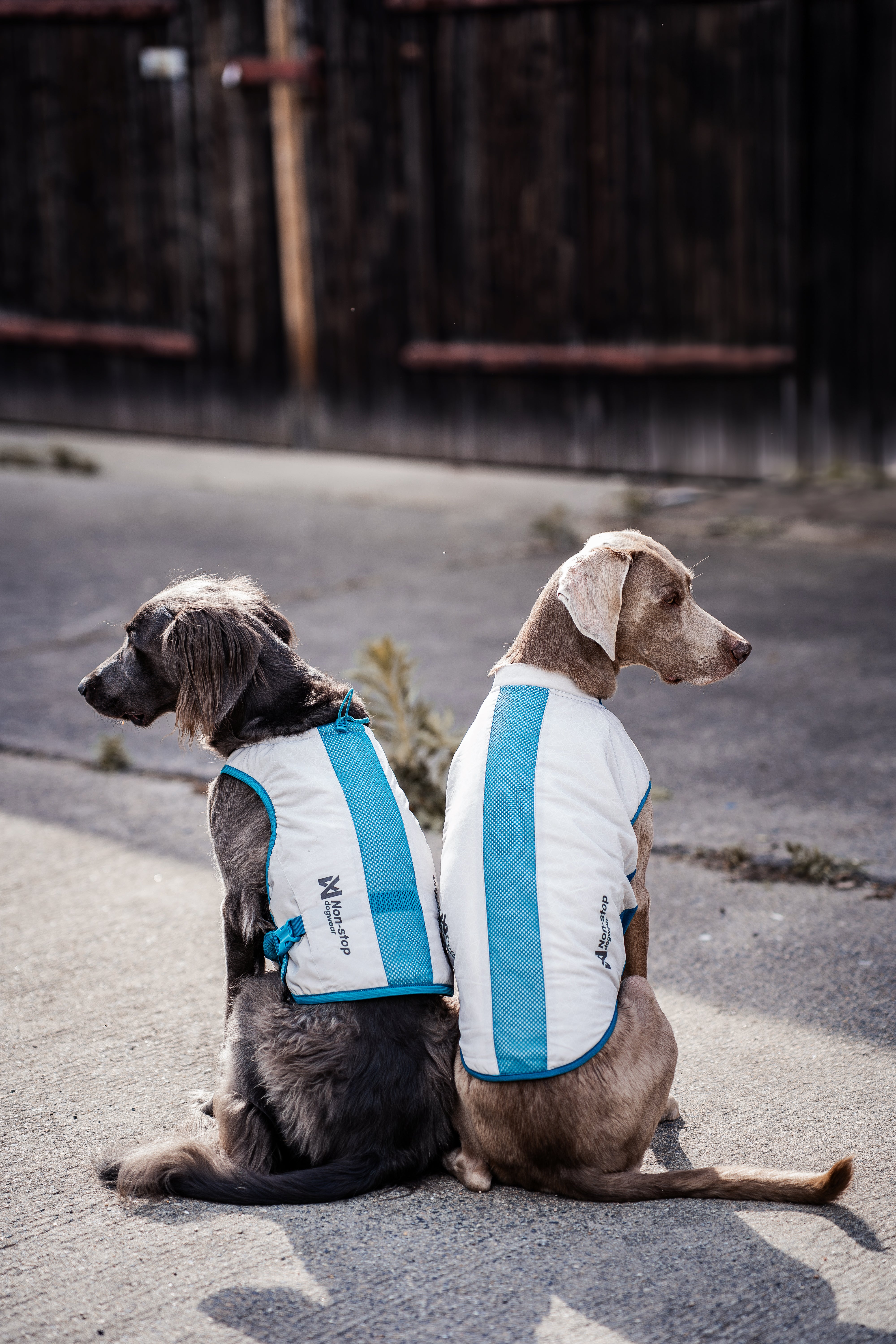 夏用冷却犬用クールベスト 熱中症対策 Cooling vest【即日発送