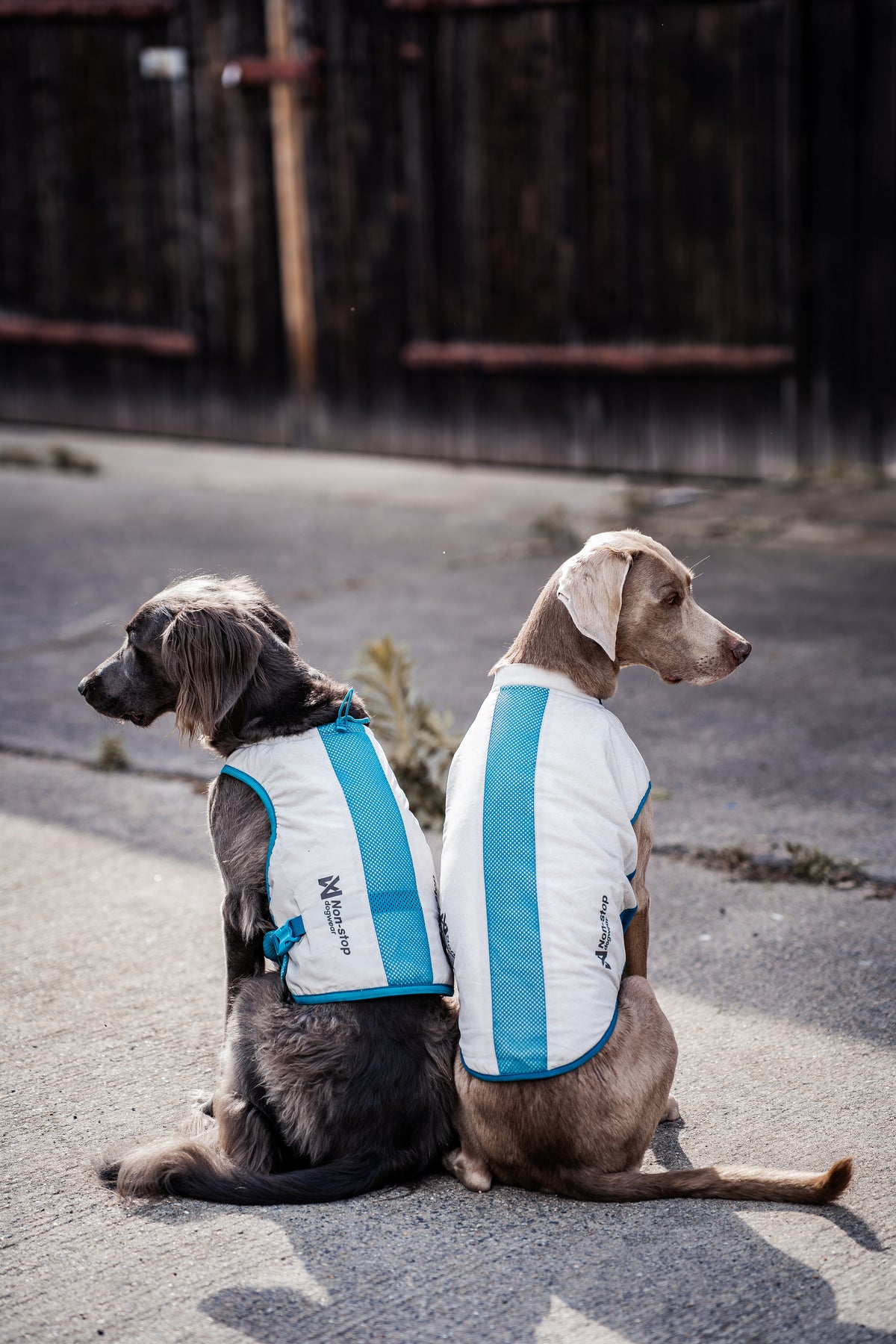 夏用冷却犬用クールベスト 熱中症対策 Cooling vest【即日発送】