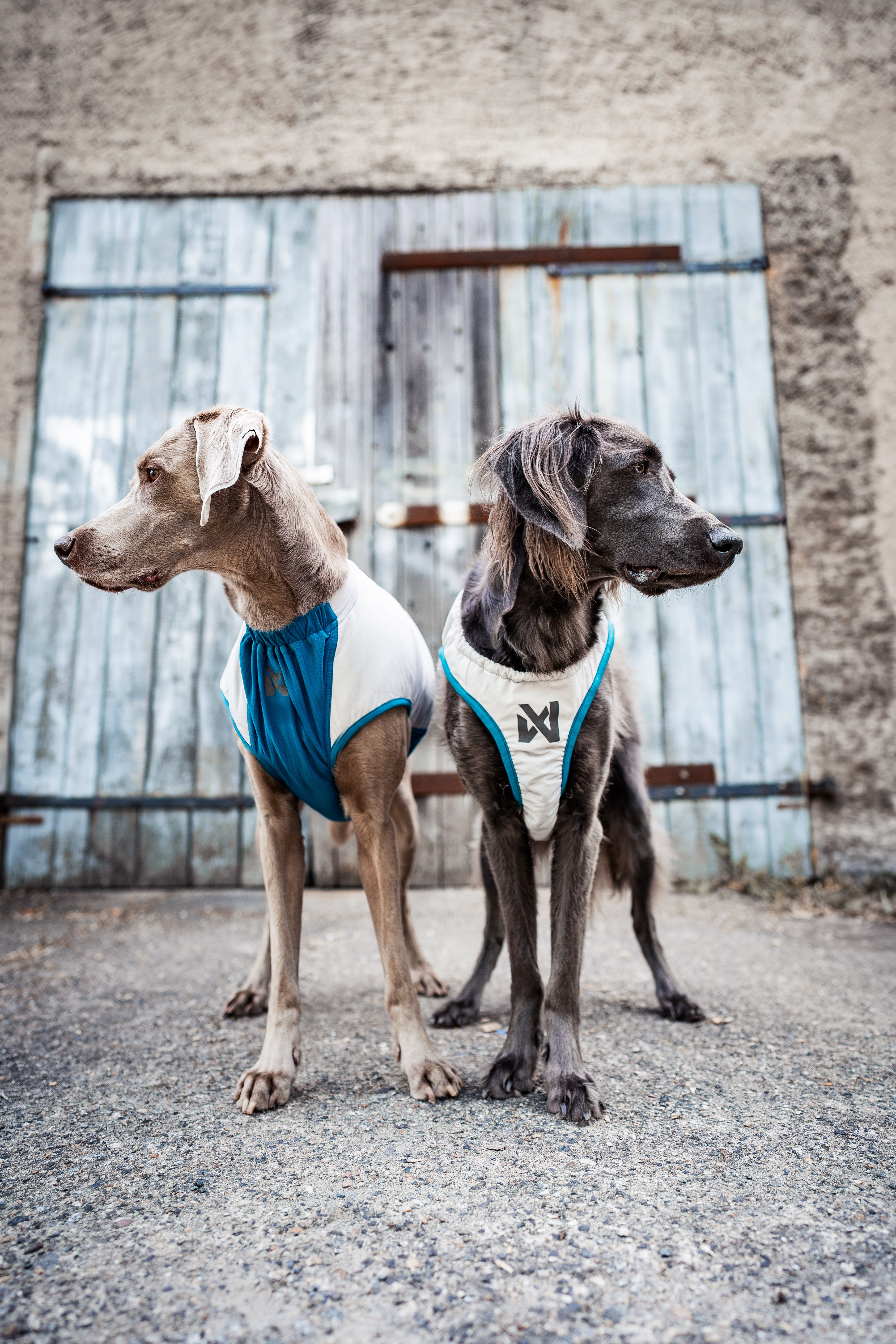 夏用冷却犬用クールベスト 熱中症対策 Cooling vest【即日発送