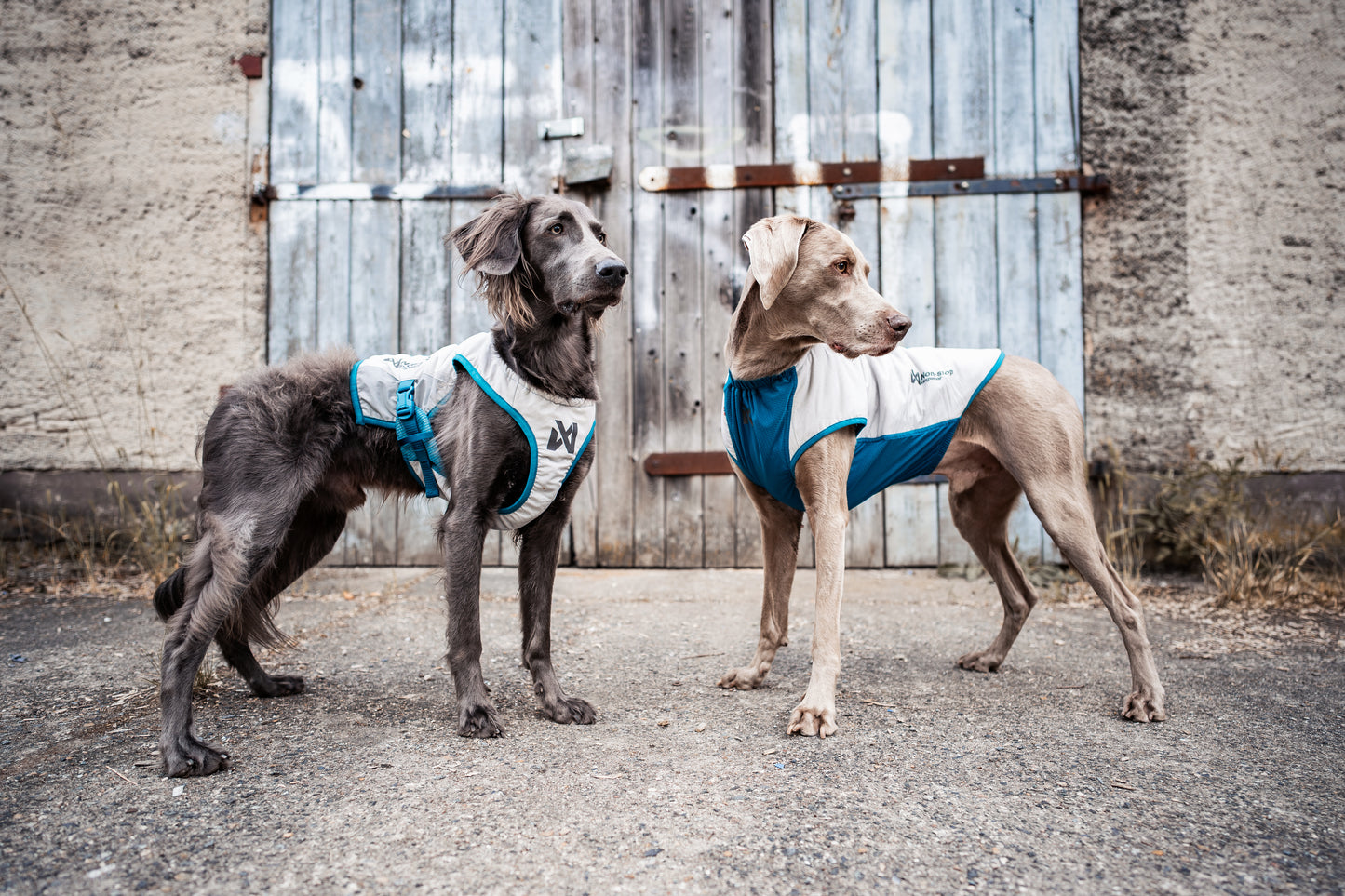 夏用冷却犬用クールベスト 熱中症対策 Cooling vest【即日発送】