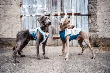夏用冷却犬用クールベスト 熱中症対策 Cooling vest【即日発送】