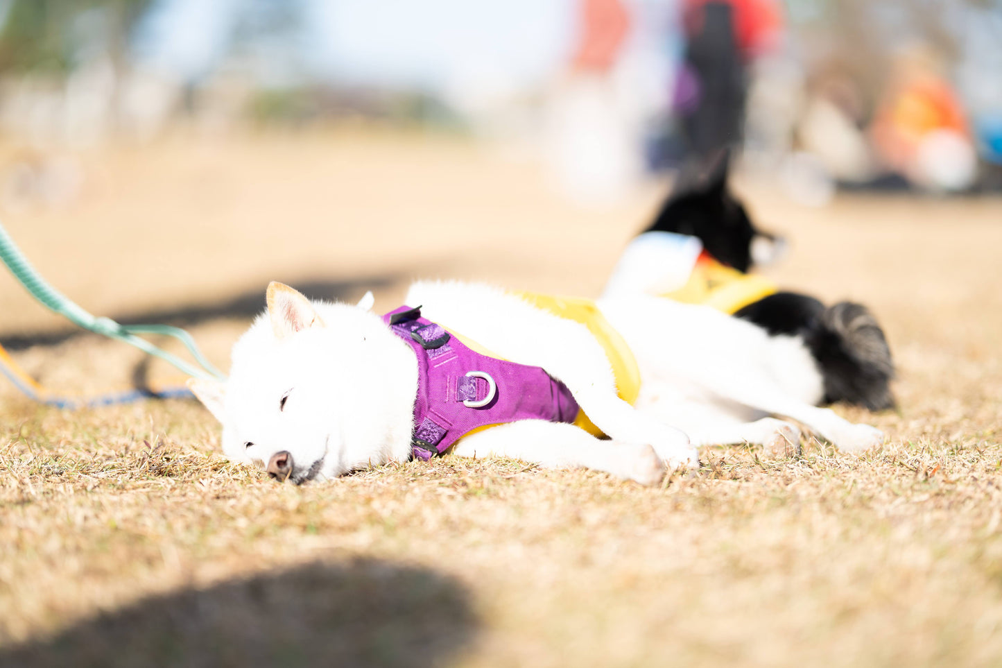 八ヶ岳ドッグロゲイニング in 清里の森 4/26