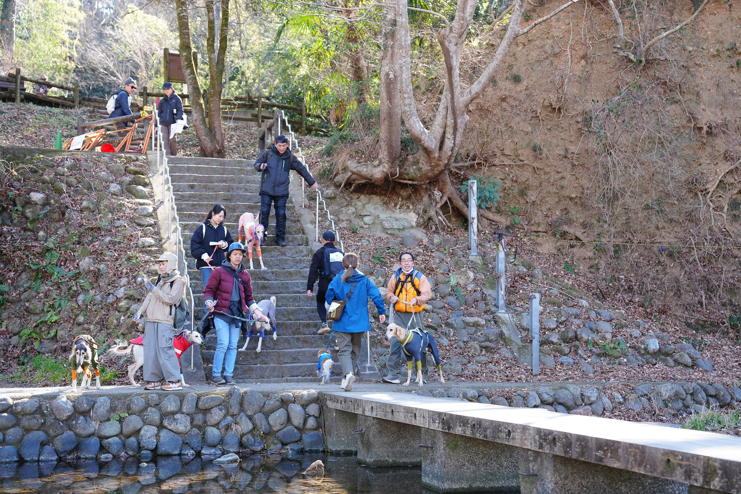 秩父ドッグロゲイニングin羊山公園 10/25