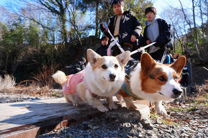 秩父ドッグロゲイニングin羊山公園 10/25