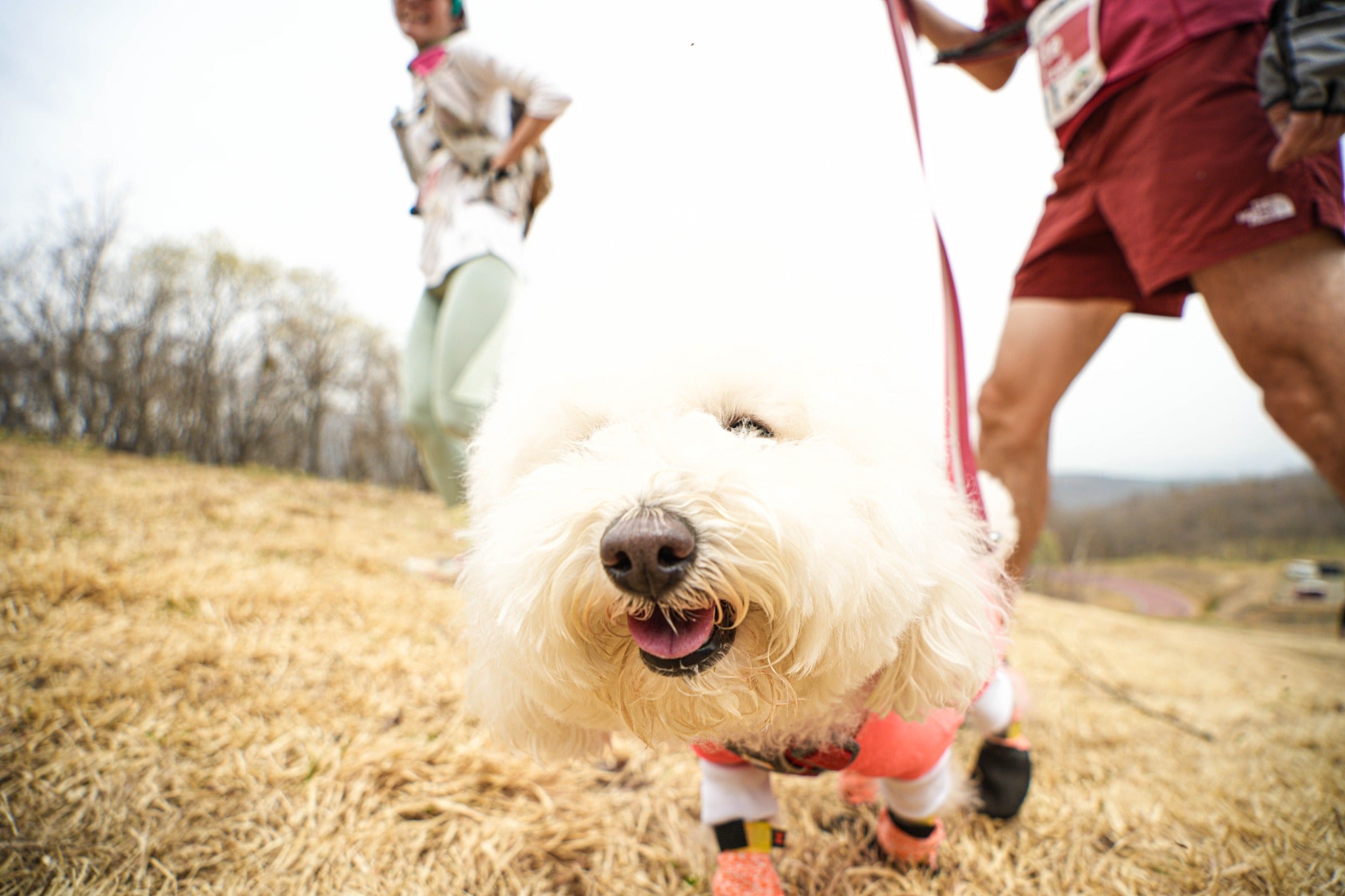 第2回 東北カニクロス in 西郷村 – イヌと何でも楽しむ委員会