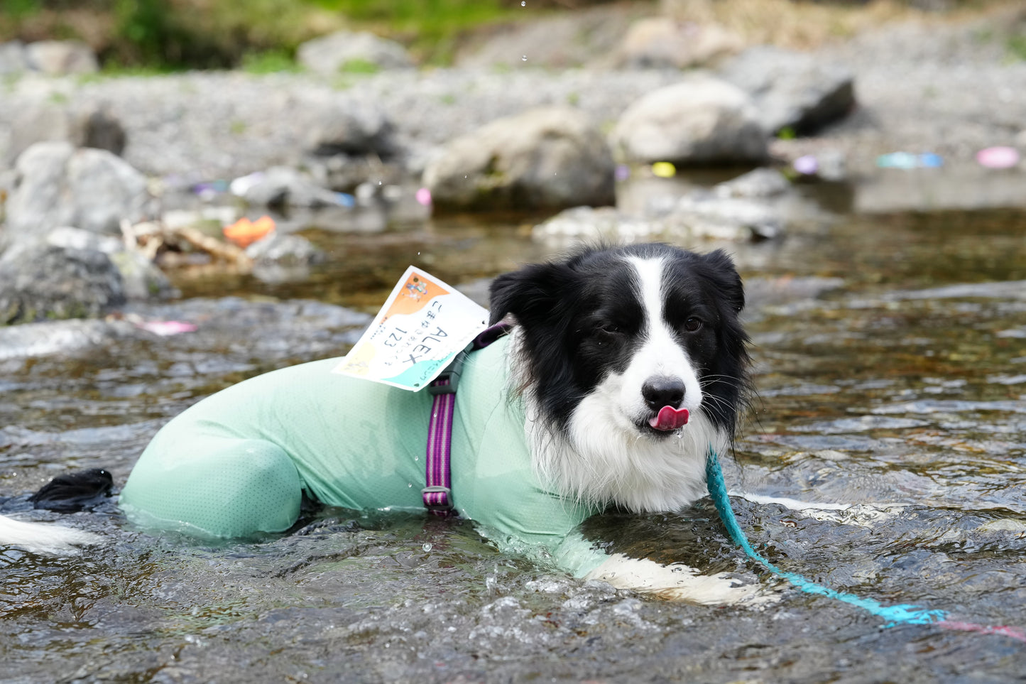 秩父ドッグロゲイニングin羊山公園 10/25