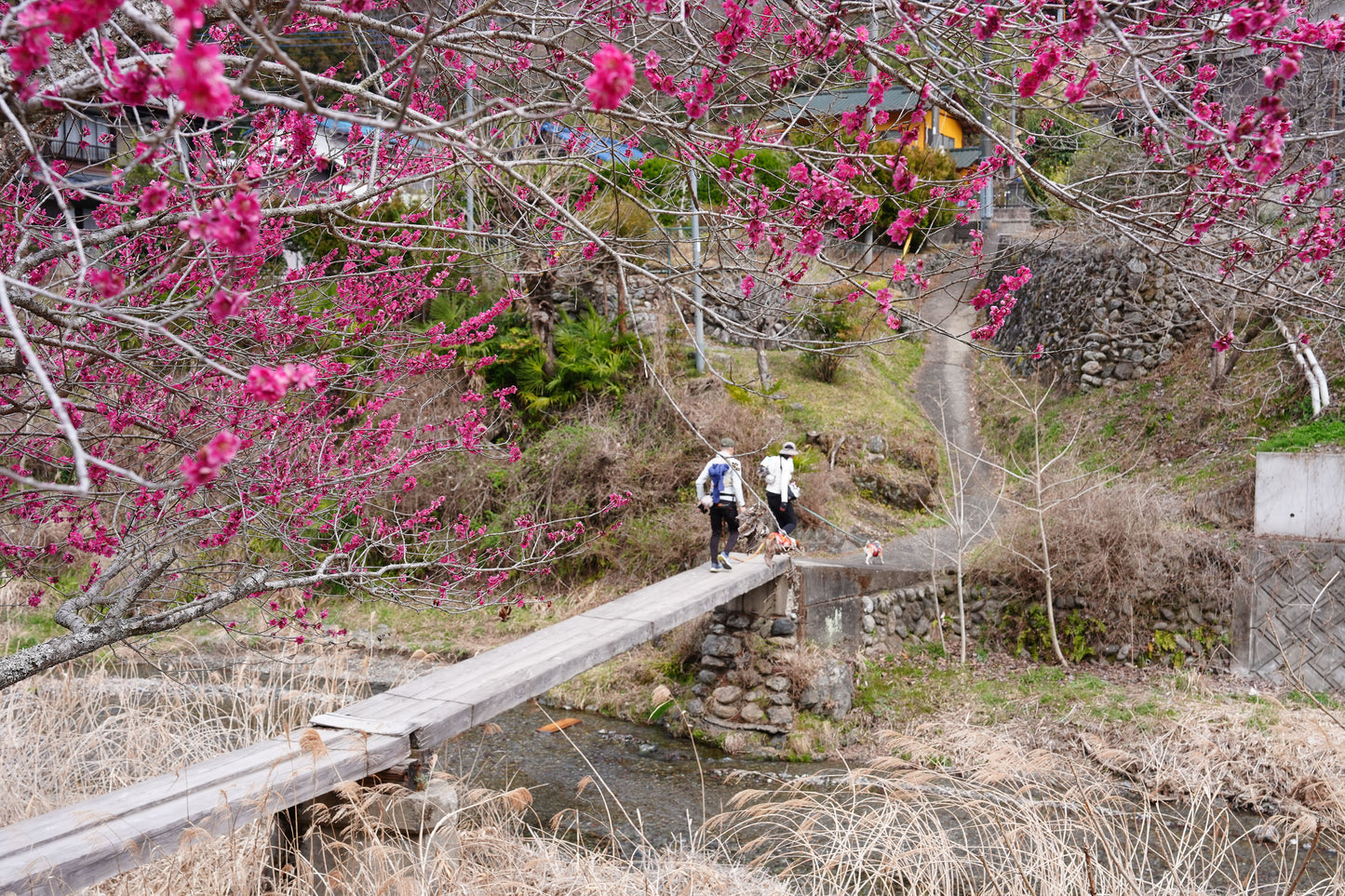 秩父ドッグロゲイニングin羊山公園 10/25
