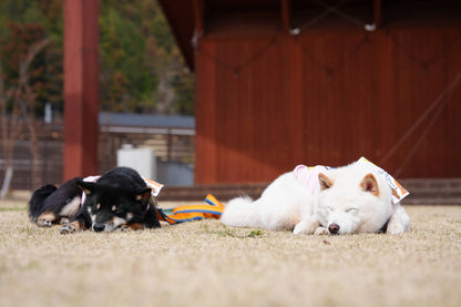 秩父ドッグロゲイニングin羊山公園 10/25