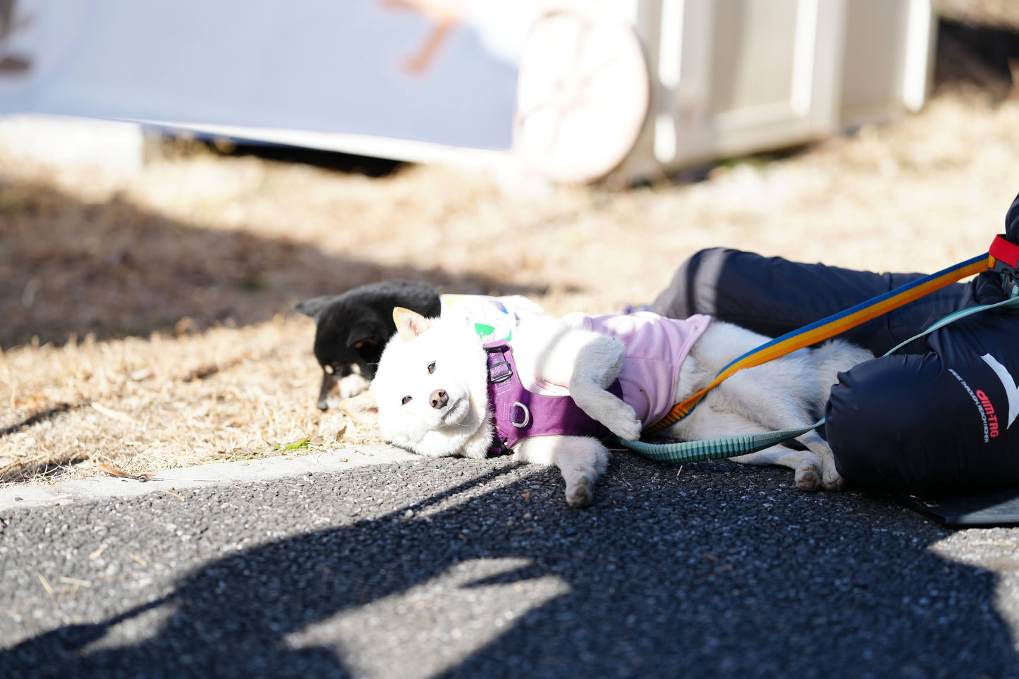 秩父ドッグロゲイニングin羊山公園 10/25