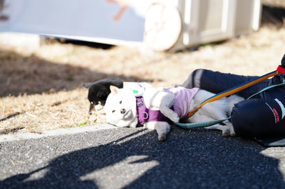 秩父ドッグロゲイニングin羊山公園 10/25