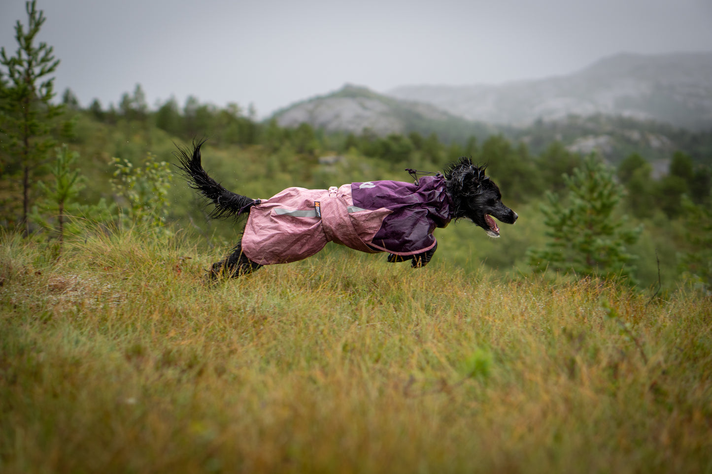 Fjord raincoat 2.0 全天候型ドッグレインコート