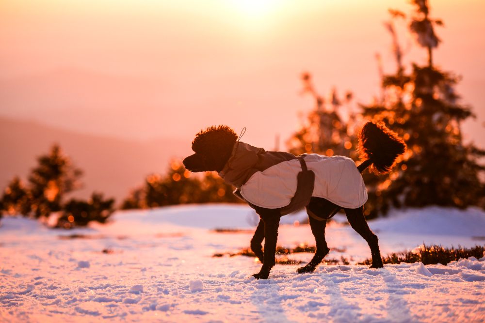 Glacier wool jacket 3.0 極寒でも温かい高機能犬用ジャケット