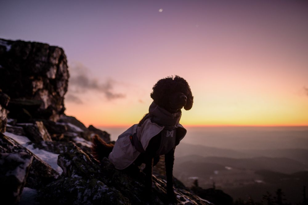 Glacier wool jacket 3.0 極寒でも温かい高機能犬用ジャケット