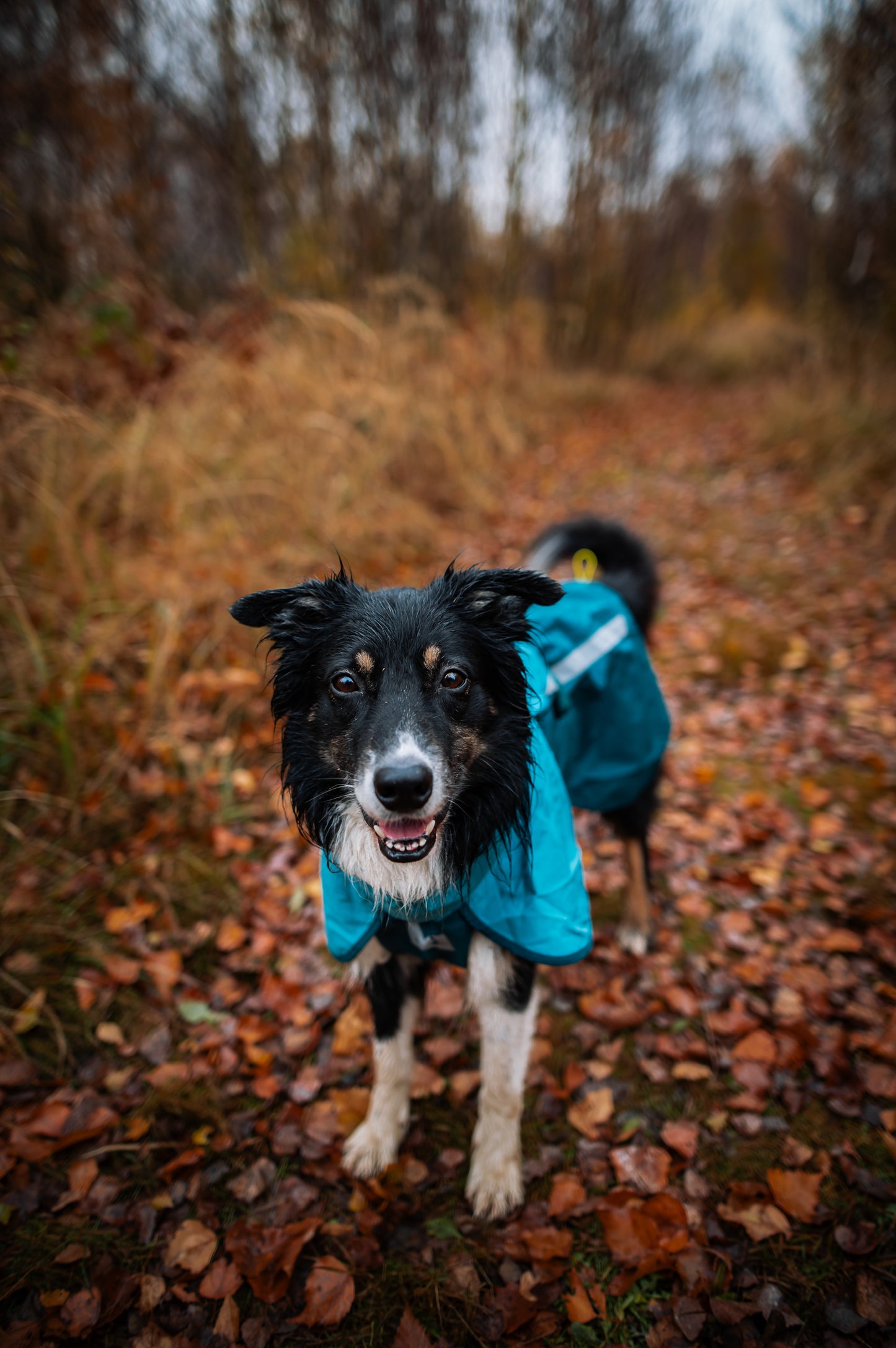 Fjord raincoat 2.0 全天候型ドッグレインコート
