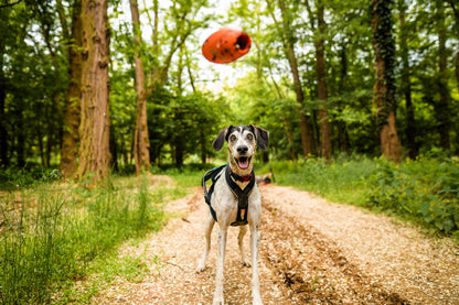 Dog throw toy 頑丈ノーズワーク犬用おもちゃ