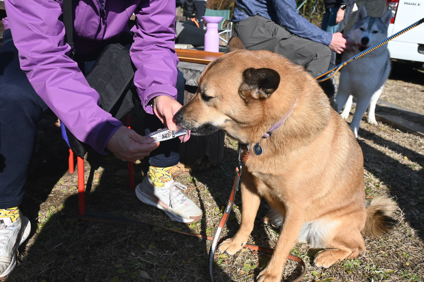 ワンブレイク（WAN BREAK）犬用エナジージェル7本セット【即日配送】