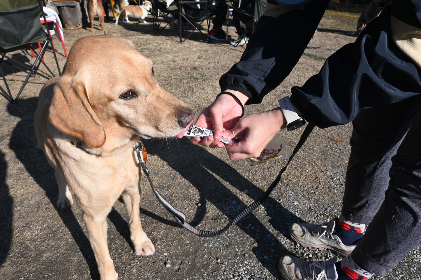 ワンブレイク（WAN BREAK）犬用エナジージェル7本セット【即日配送】