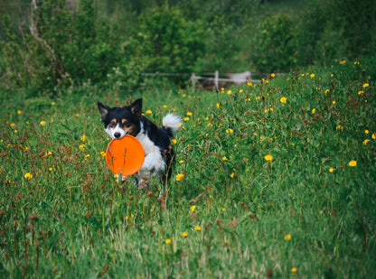 Dog flying disc ドッグディスク
