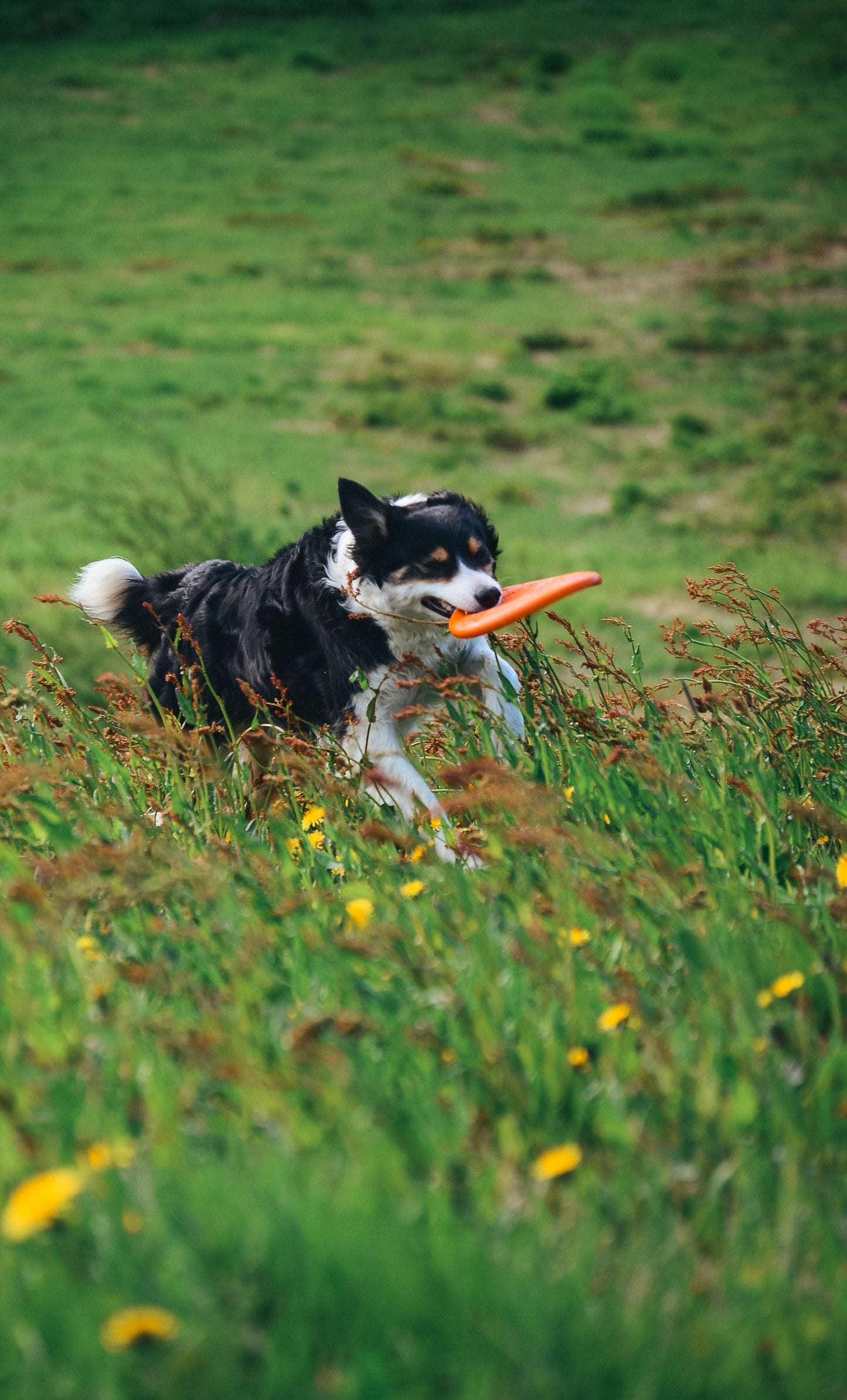 Dog flying disc ドッグディスク