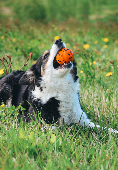 Dog ball ドッグボール