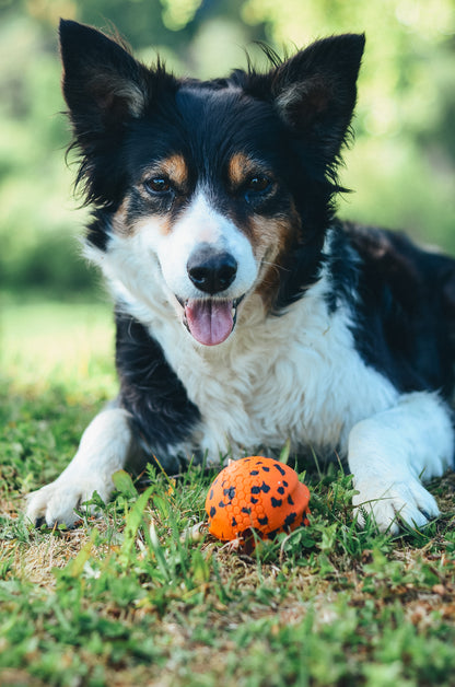 Dog ball ドッグボール