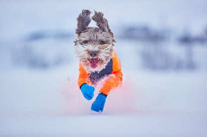 Protector snow 犬用スノーウエア