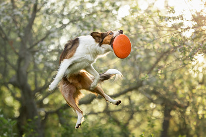 Dog flying disc ドッグディスク