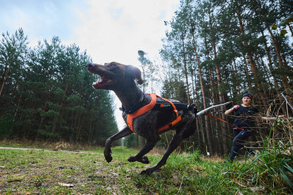 犬用ハーネス 犬の引く力を活かすドッグスポーツ用ハーネス Freemotion Harness 5.0