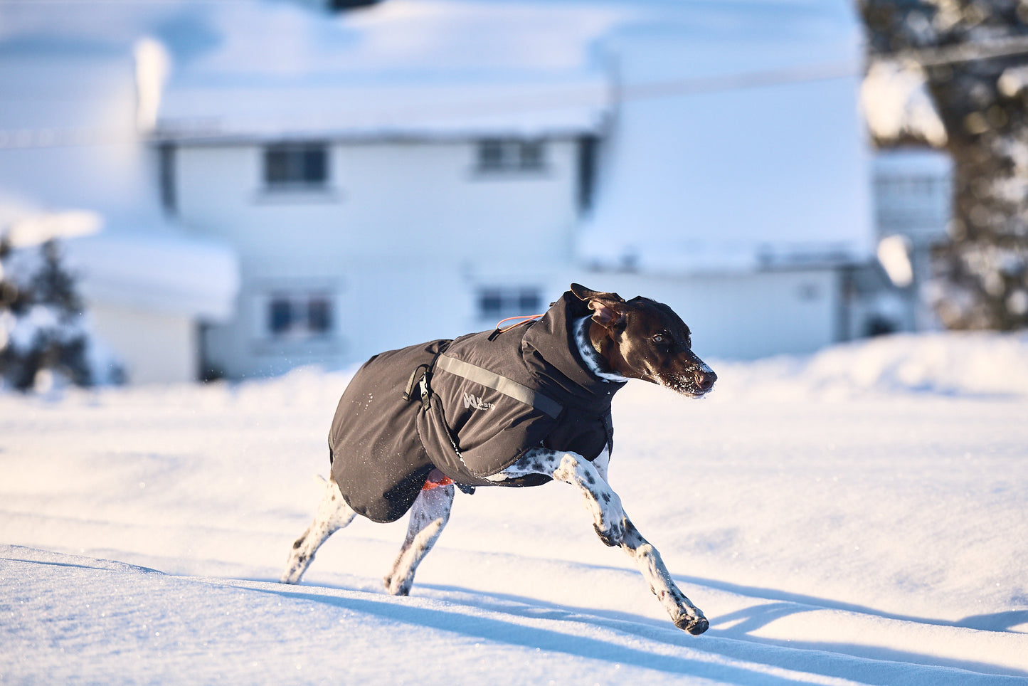 Trekking insulated dog jacket 犬用トレッキングジャケット