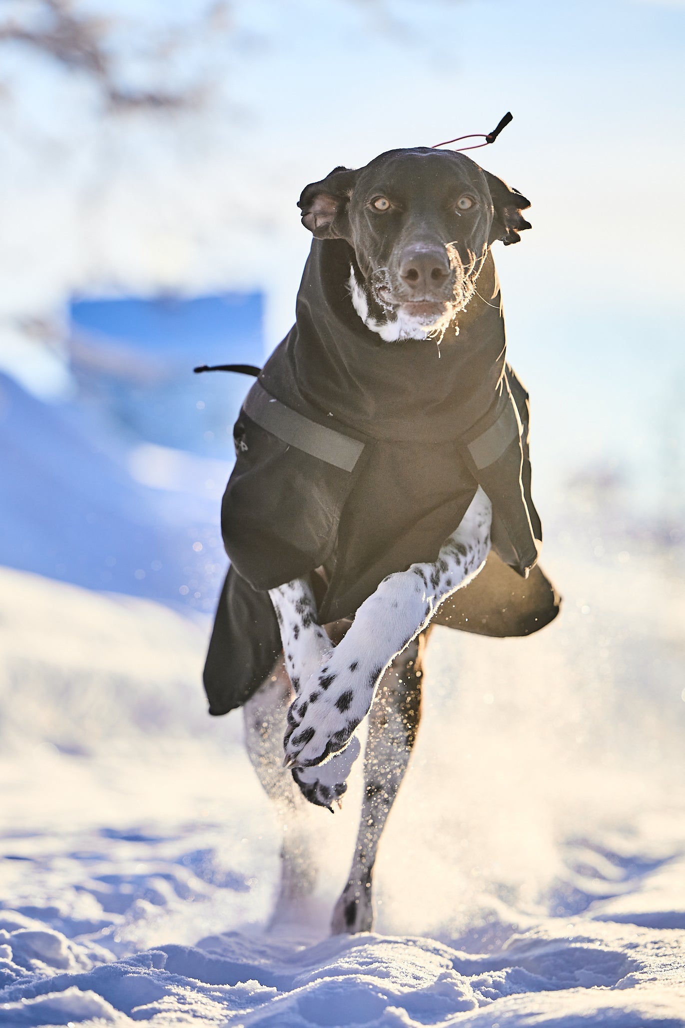 Trekking insulated dog jacket 犬用トレッキングジャケット