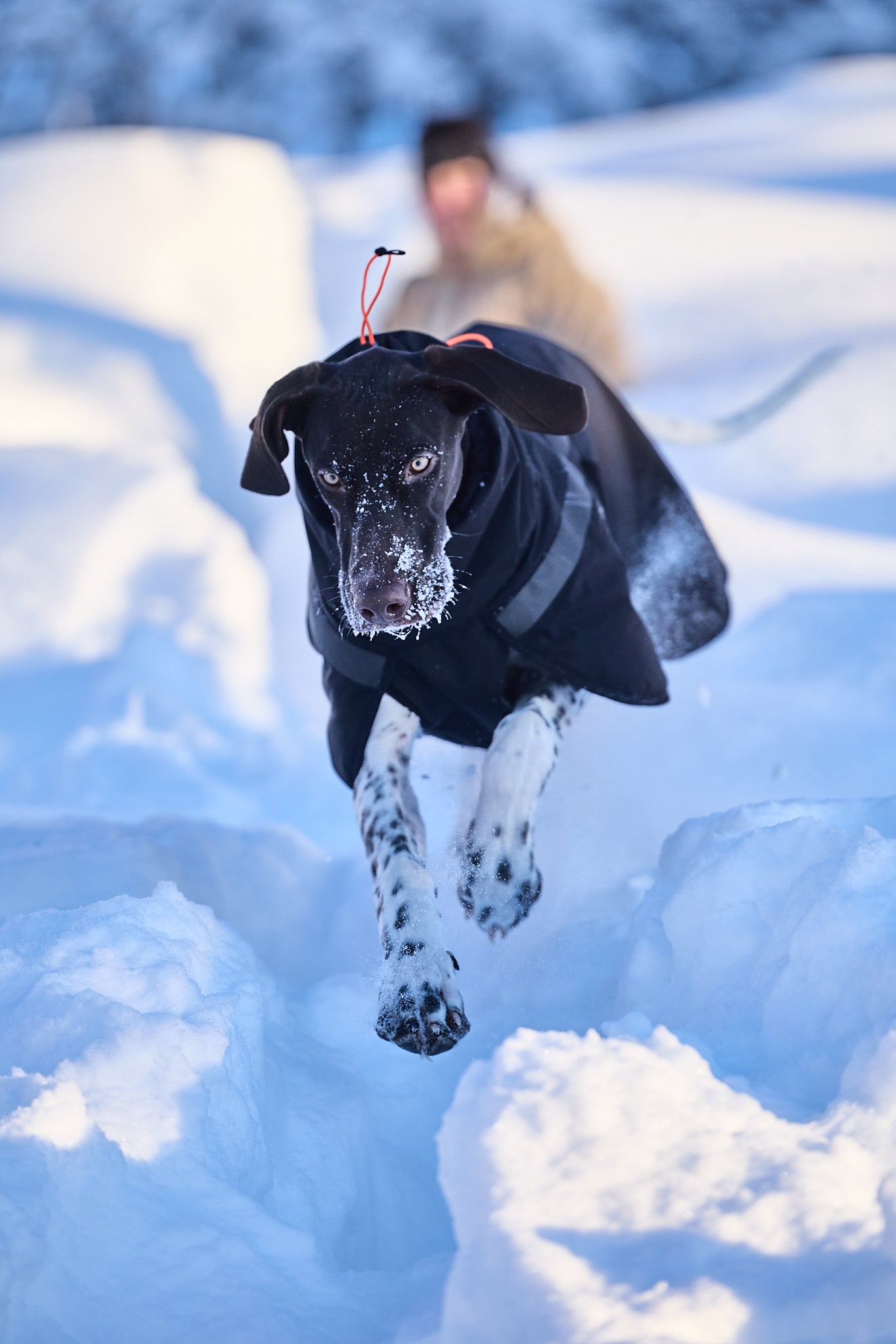 Trekking insulated dog jacket 犬用トレッキングジャケット