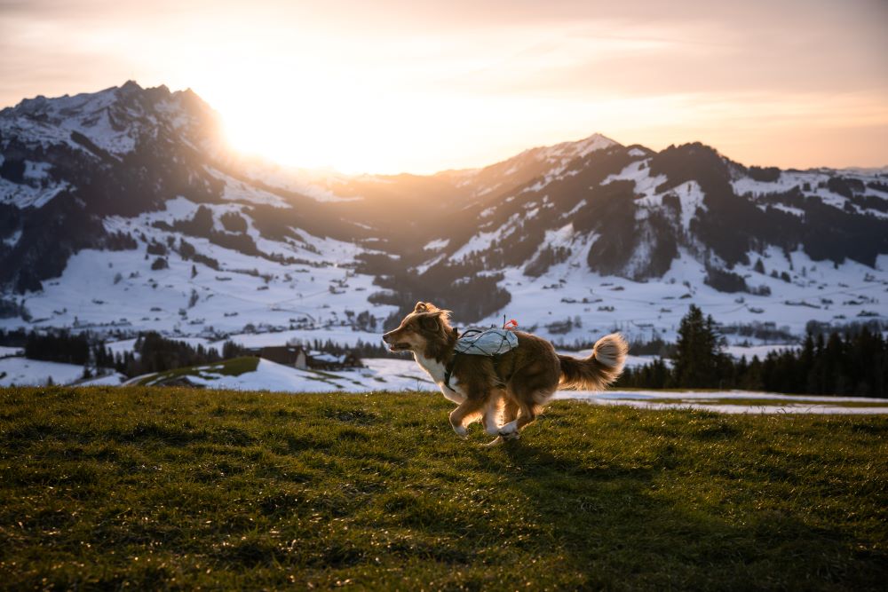 Trail light dog backpack 犬用登山リュック