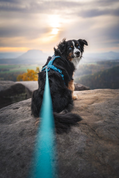 毎日の散歩に高耐久リード Trekking rope leash
