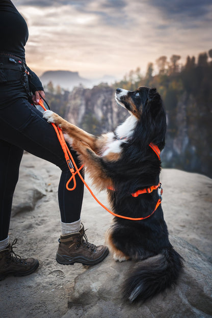 毎日の散歩に高耐久リード Trekking rope leash