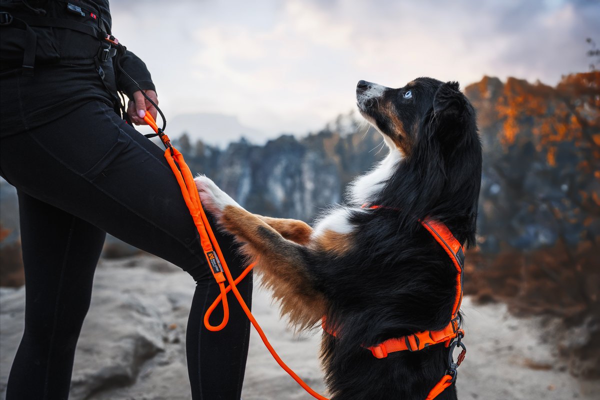 毎日の散歩に高耐久リード Trekking rope leash