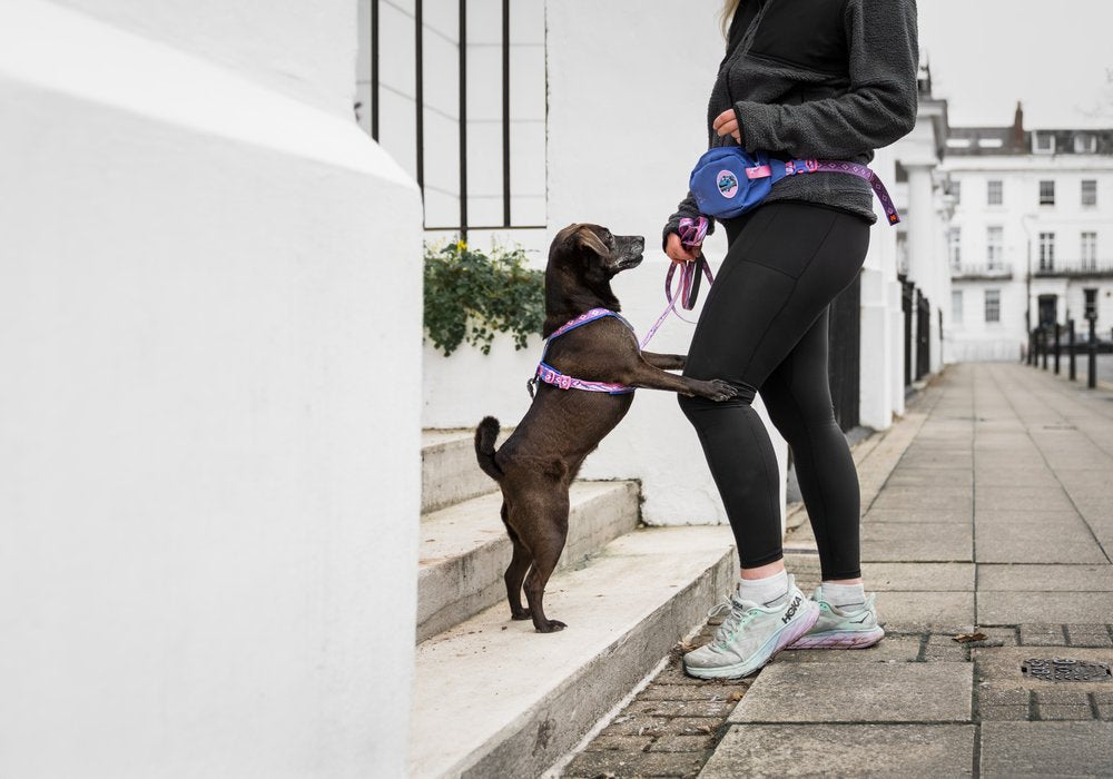 犬用ハーネス 限定コラボ商品！カニクロスにおすすめ Line harness 5.0 Rachel Pohl edition