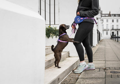 犬用ハーネス 限定コラボ商品！カニクロスにおすすめ Line harness 5.0 Rachel Pohl edition