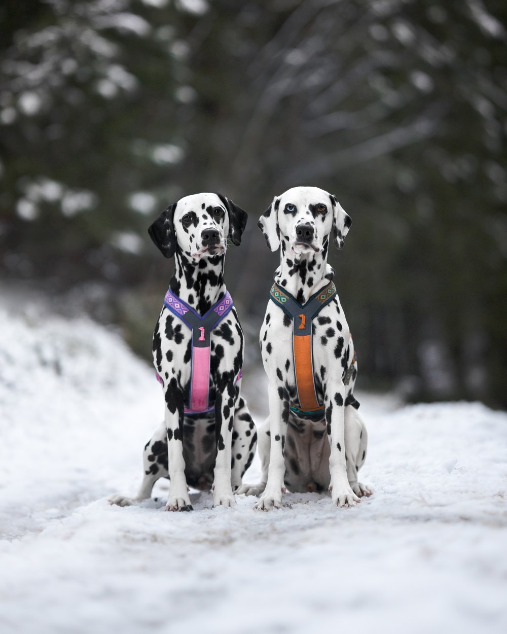 犬用ハーネス 限定コラボ商品！カニクロスにおすすめ Line harness 5.0 Rachel Pohl edition