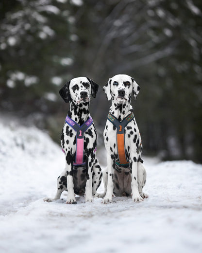 犬用ハーネス 限定コラボ商品！カニクロスにおすすめ Line harness 5.0 Rachel Pohl edition