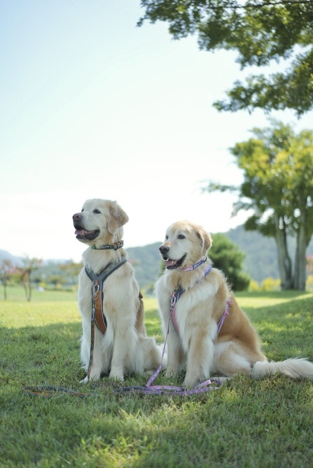 犬用ハーネス 限定コラボ商品！カニクロスにおすすめ Line harness 5.0 Rachel Pohl edition