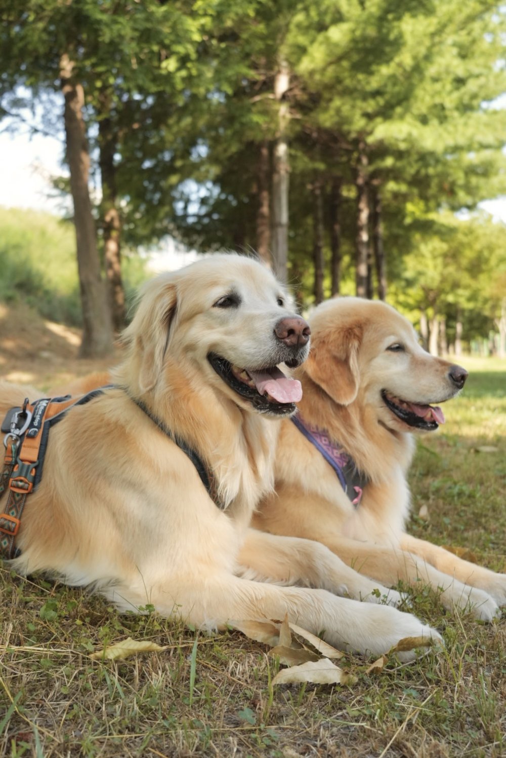 犬用ハーネス 限定コラボ商品！カニクロスにおすすめ Line harness 5.0 Rachel Pohl edition