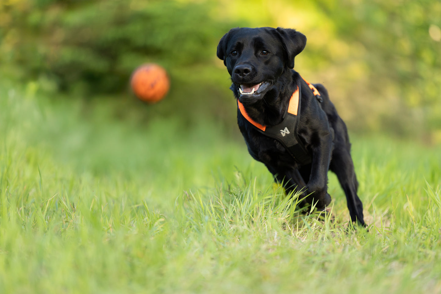 Dog ball ドッグボール