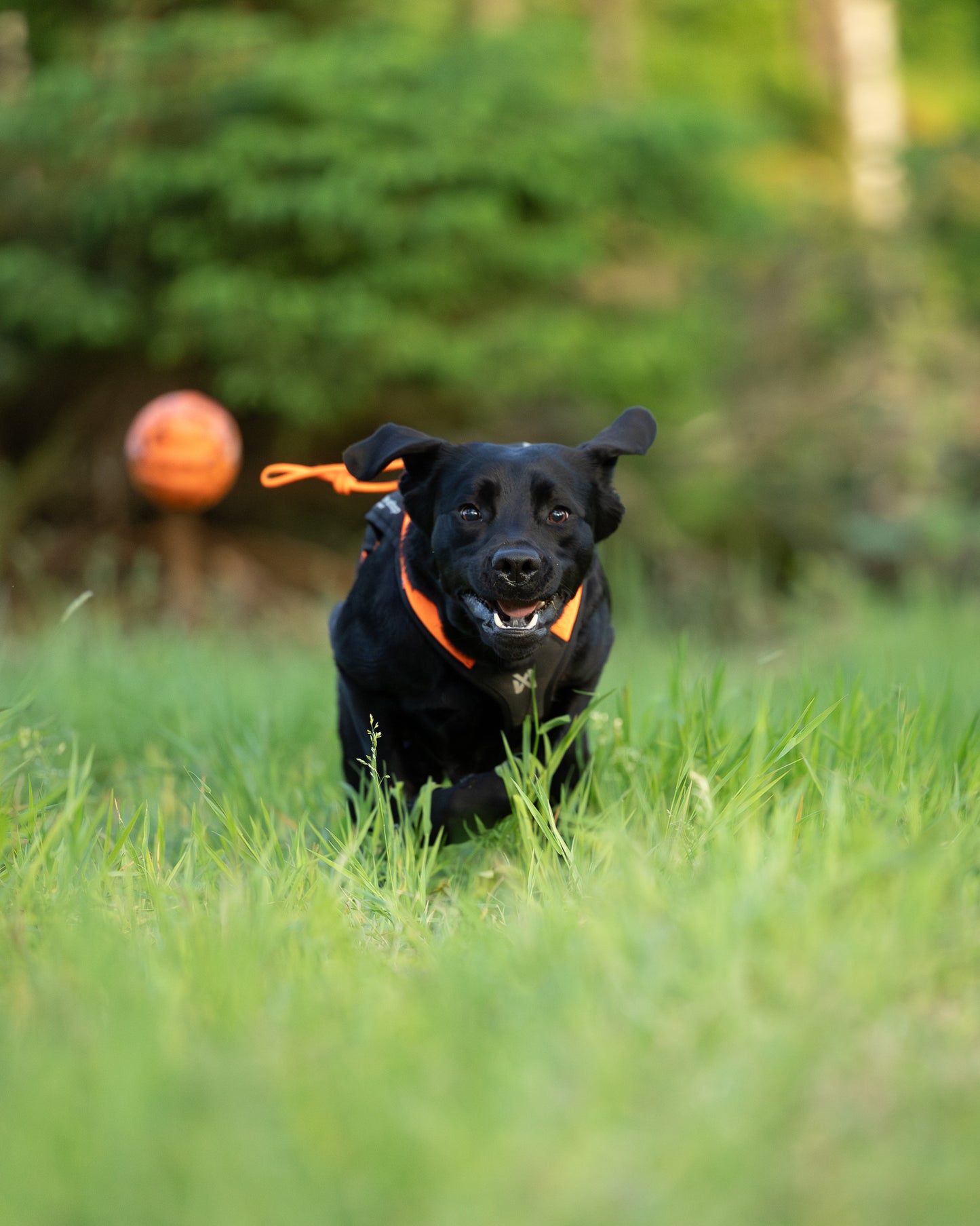 Dog ball ドッグボール