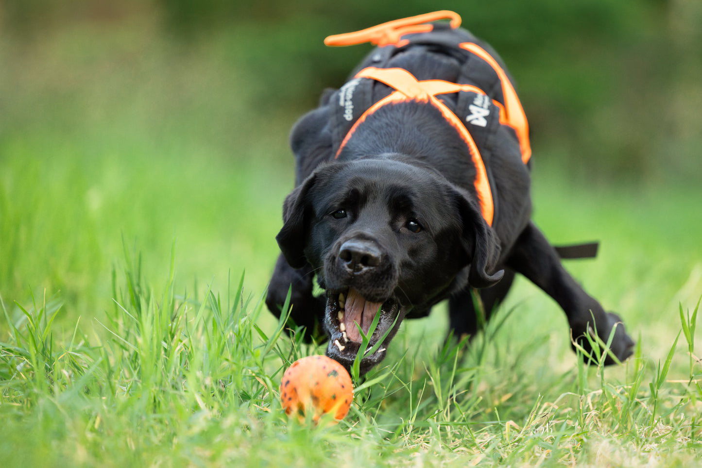 Dog ball ドッグボール