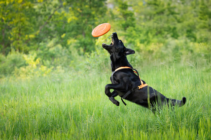 Dog flying disc ドッグディスク