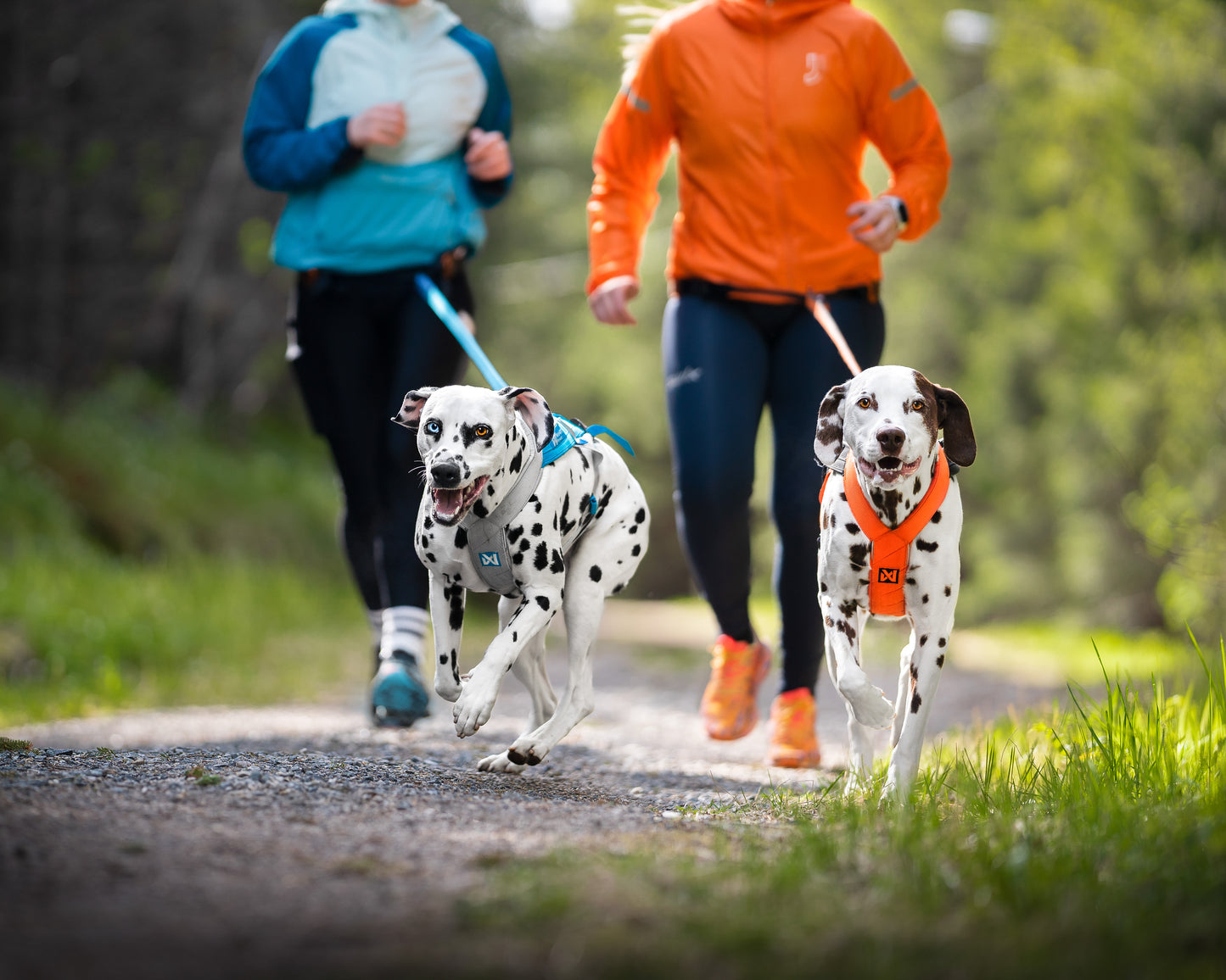 犬用ハーネス 犬の引く力を活かすドッグスポーツ用ハーネス Freemotion Harness 5.0